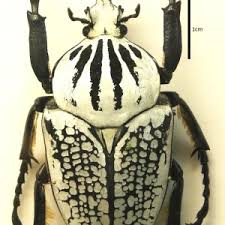 Image result for Culcasia orientalis