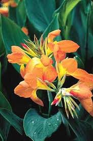 Canna Generalis Orange Punch Canna Flower Beautiful Flowers Orange Punch
