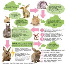 House Rabbit Society House Rabbit Society Pet Bunny Bunny Care
