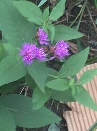 Image result for Vernonia ugandensis