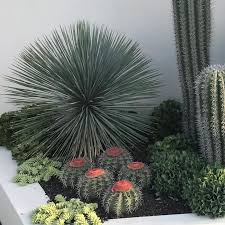 Image result for Nelsonia smithii