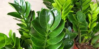 22 sending plant as a gift? Plant Zamioculcas Zamifolia Zz Plant Round Leaf åœ†å¶é‡'é'±æ ' 20cm Pot Furniture Home Living Gardening Plants Seeds On Carousell