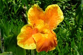 The flowers fully open up to face the sun, remain partially open during cloudy or rainy days and close at night. Bright Yellow Orange Flower Pics4learning