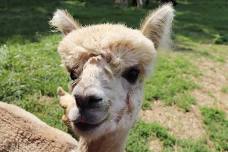 Snackin’ with the Alpacas: All ages Summer Reading Program