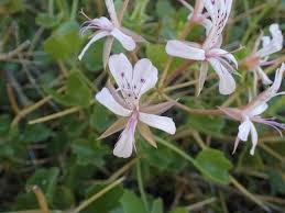 Image result for Hypoestes forskaolii