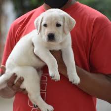 Peto is australia's largest dog & cat store. 14 Golden Labrador Puppy Ideas Golden Labrador Puppies Labrador Puppy Golden Labrador