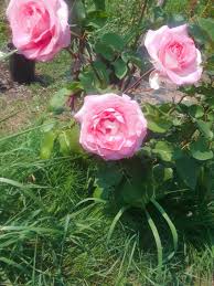 Beverley Hybrid Tea Rose Flowers Garden