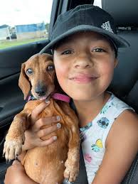 Our beautiful big old beaten up street mama pup Minty passed yesterday .  She was 15 . She came to us ragged , twisted back legs , barely able to  stand ,