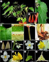 Begonia Chungii Begoniaceae A New Natural Hybrid In Taiwan Begonia Nature Petunias