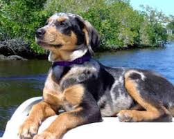Black And Tan Catahoula Catahoula Leopar Kopegi Kopek Turleri Resimleri Catahoula Leopard Dog Leopard Dog Louisiana Catahoula Leopard Dog