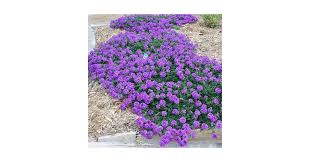 Image result for Verbena aristigera