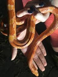 Shipping your albino corn snake we charge a flat $44.99 for overnight delivery to your doorstep, regardless of the number of reptiles, amphibians, or inverts you buy. Exotic Albino Corn Snake Worth Up To 15 000 Found On Gold Coast Gold Coast Bulletin