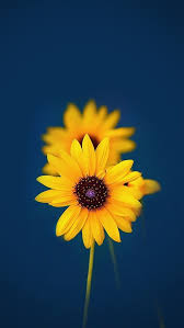 Sunflower Wallpaper Blue Iphone Wallpaper01 In 2020 Flower Iphone Wallpaper Iphone Wallpaper Yellow Flower Wallpaper