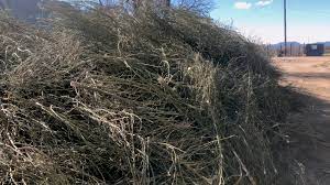 Hemp plant waste