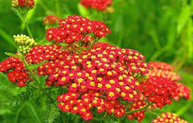 Yarrow Achillea Millefolium Rubra Red Permacultural Aid Perennials Herbaceous Perennials Bloom