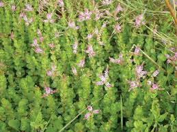 Image result for Rotala tenella