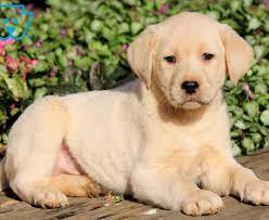 The superman of rescuing lost dogs. Golden Labrador Goldador Puppies For Sale Puppy Adoption Keystone Puppies