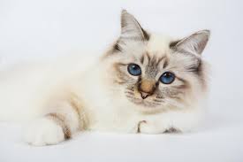 Epingle Sur Miaou