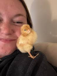 BYC (BackYardChickens)