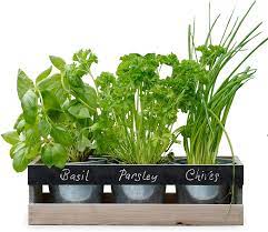 After choosing between soil and hydroponic planters, gardeners need to choose the type of herbs they would like to grow. Indoor Herb Garden Kit By Viridescent Wooden Windowsill Planter Box For The Kitchen Includes All You Need To Grow Your Own Herbs Perfect Gift Idea Buy Two For Free Delivery