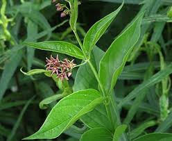 Image result for Vincetoxicum