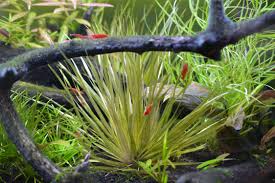 Image result for Blyxa hexandra