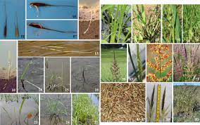 Maybe you would like to learn more about one of these? Phenological Stages Of Cultivated Northern Wild Rice According To The Bbch Scale Duquette 2020 Annals Of Applied Biology Wiley Online Library