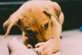 Serving nearly 4,000 pets annually, great plains spca works to save, protect and improve the lives of animals, by providing humane sheltering, adoptions, unparalleled behavior and training as well as the hero team's humane community outreach. What To Expect Before Adopting Puppy Edition Ontario Spca And Humane Society