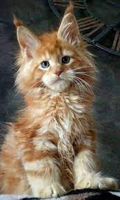 Pin On Sweaters For Cats