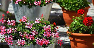 29 best front door flower pots (ideas and designs) for image details source: Best Porch Planter Ideas Flowers For Sun And Shade Life S Dirty Clean Easy