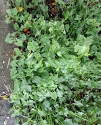 Image result for Rumex sagittatus