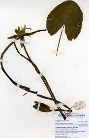 Image result for Nymphaea maculata