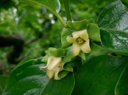 Image result for Diospyros abyssinica