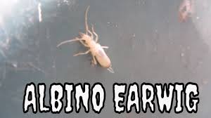 White Earwig Albino Earwig Molting Earwig Youtube