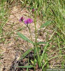 Image result for Vernonia jelfiae