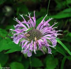 Image result for Monarda