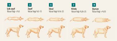 Yavru Kopek Bakim Rehberi Unique Pet Food