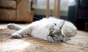 Learn all about the breed and check out some cute pictures here. Ragdoll Cat Breed Information