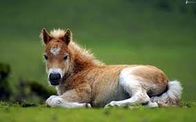 Baby Horse Baby Nutztiere Tiere Wild Niedliche Pferde
