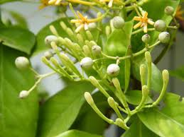 Image result for Tarenna leonardii