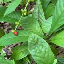 Image result for Psychotria palustris