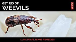 If You Have A Weevil Infestation Then Try Our Home Remedies To Get Rid Of Weevils These Pantry Pests Will Soon Be Gon Home Remedies Weevils Best Pest Control