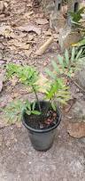 Image result for Encephalartos aplanatus