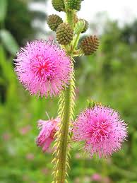 Image result for Mimosa diplotricha