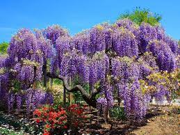 Pin On Gardening