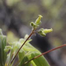 Image result for Commiphora fulvotomentosa