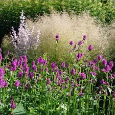 Image result for Stachys
