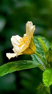 Image result for Sida ovata