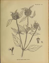 Image result for Leucas