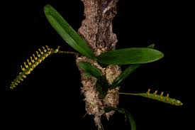 Image result for Bulbophyllum falcatum